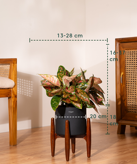 Aglaonema Valentine with Metal Self Watering Pot