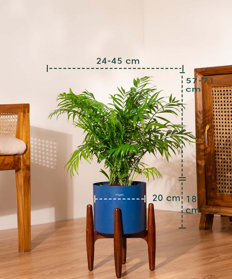 Bamboo Palm Plant with Large Metal Self Watering Pot