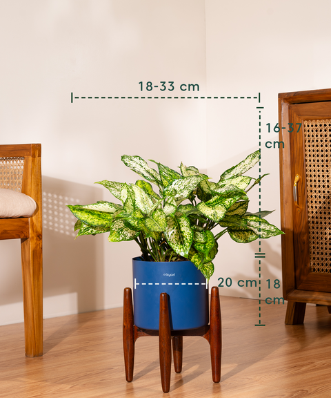 Aglaonema Snow White with Metal Self Watering Pot