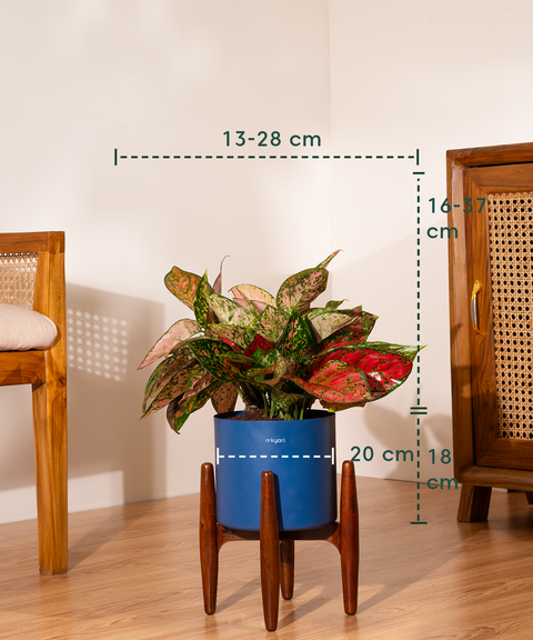 Aglaonema Valentine with Metal Self Watering Pot