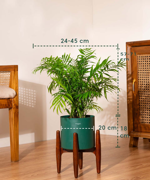 Bamboo Palm Plant with Large Metal Self Watering Pot