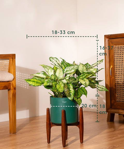 Aglaonema Snow White with Metal Self Watering Pot