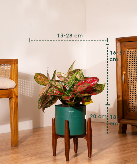 Aglaonema Valentine with Metal Self Watering Pot