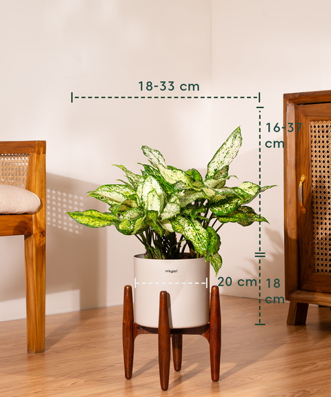 Aglaonema Snow White with Large Metal Self Watering Pot