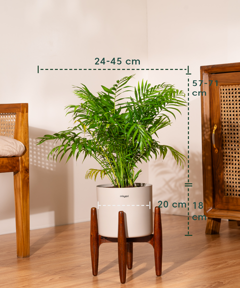 Bamboo Palm Plant with Large Metal Self Watering Pot