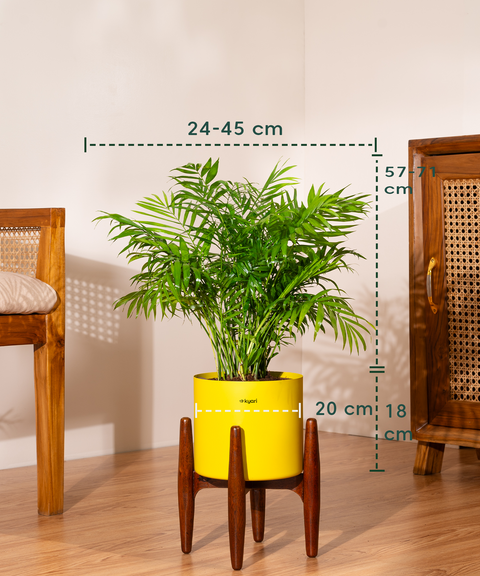 Bamboo Palm Plant with Large Metal Self Watering Pot