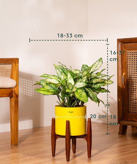 Aglaonema Snow White with Metal Self Watering Pot