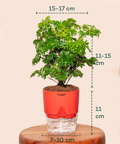 Aralia Green Plant With Self Watering Pot