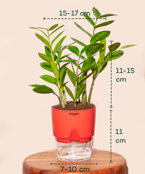 zz plant in tamil Zz Plant Online - Zamioculcas Zamiifolia Plant in India