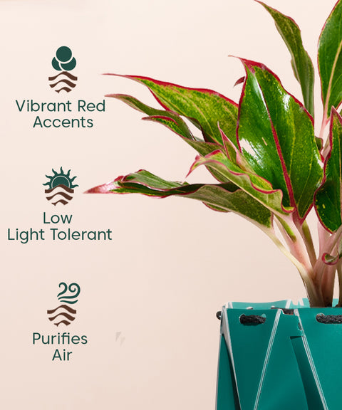Aglaonema Lipstick Plant With Self Watering Pot