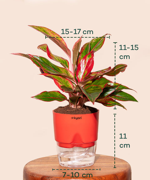 Aglaonema Lipstick Plant With Self Watering Pot