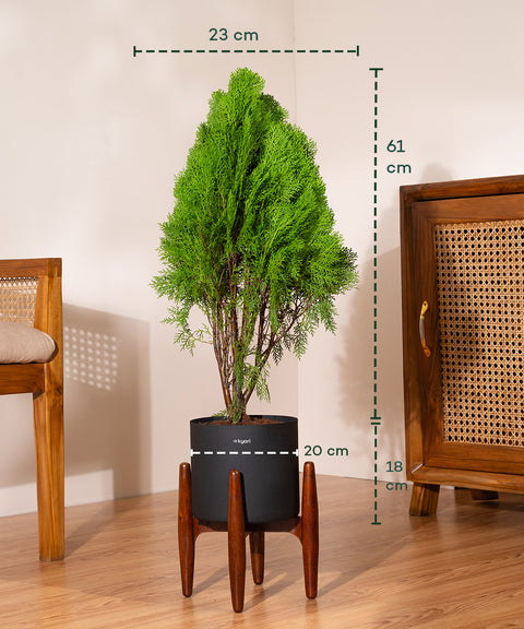 Thuja Plant with Large Self Watering Pot