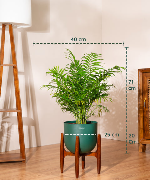 Areca Palm Plant With Self Watering Pot