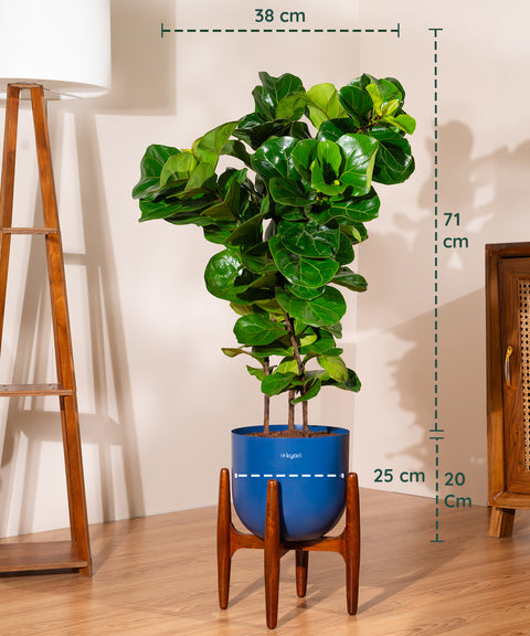 Ficus Lyrata with Extra Large Self Watering Pot