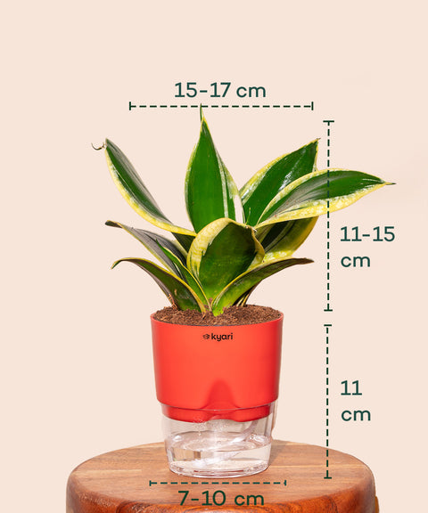 dwarf snake plant watering Sansevieria Golden Hahnii Snake Plant