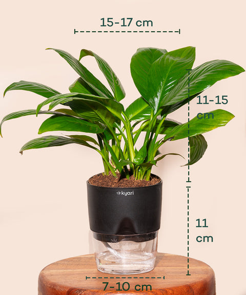 Peace Lily Plant With Self Watering Pot