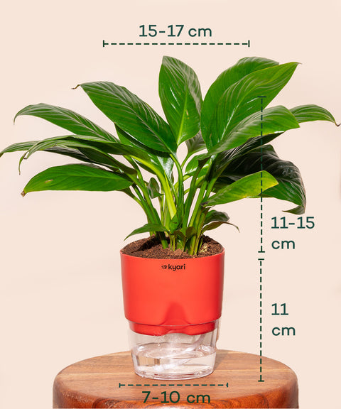 Peace Lily Plant With Self Watering Pot