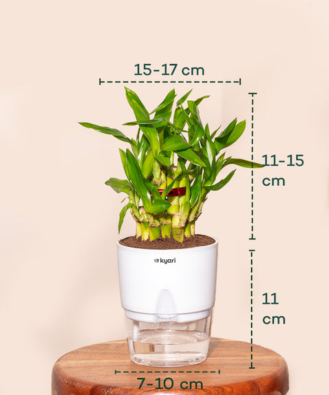 can you grow bamboo plants in pots Lucky Bamboo Plant With Self Watering Pot