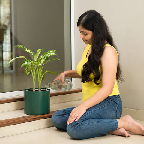 Dieffenbachia Cheetah with Zen Planter