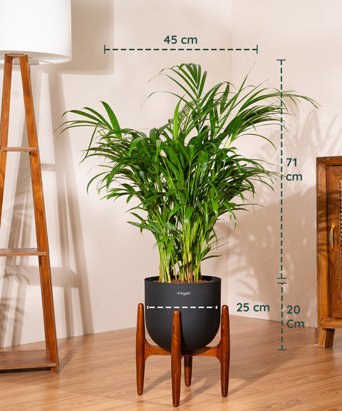 Areca Palm Plant With Self Watering Pot