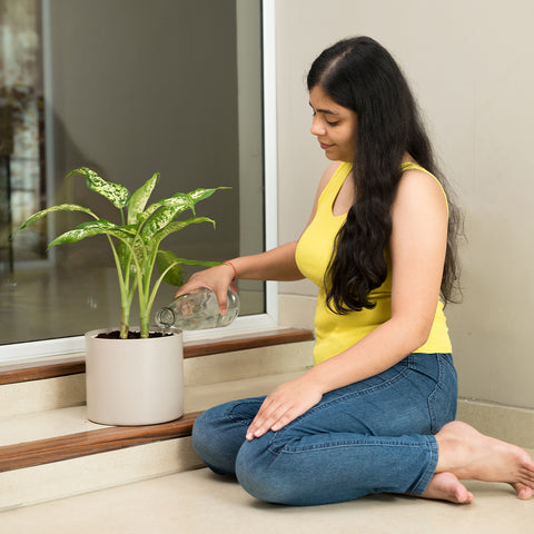 Dieffenbachia Cheetah with Zen Planter