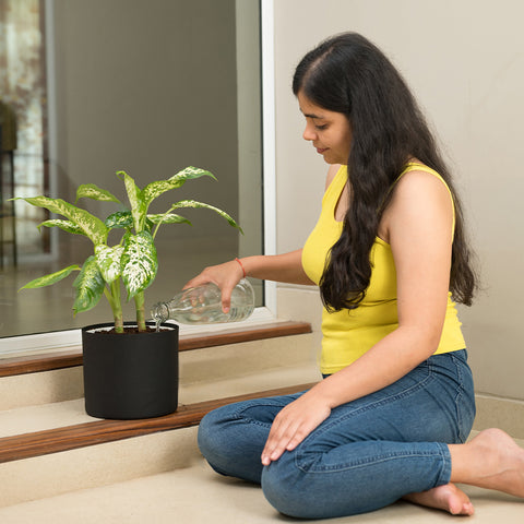 Dieffenbachia Cheetah with Zen Planter