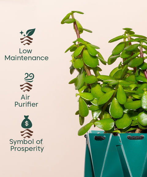 Lucky Jade Plant With Self Watering Pot