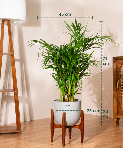 Areca Palm Plant With Self Watering Pot