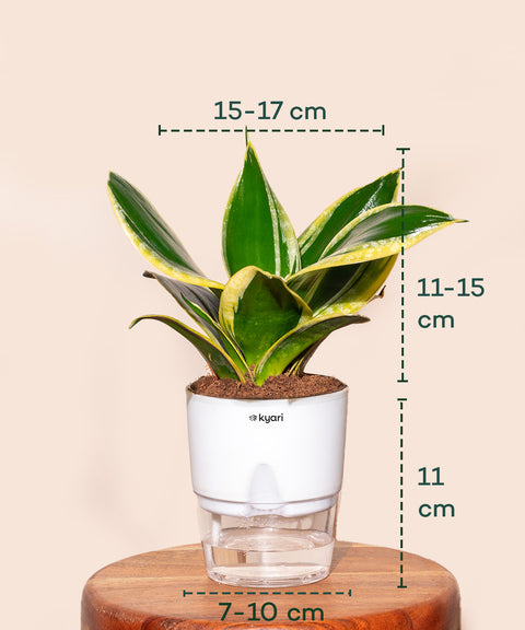 self watering pot for snake plant Golden Hahnii Snake Plant With Self Watering Pot