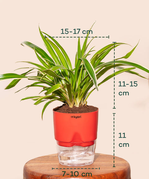 Spider Plant With Self Watering Pot