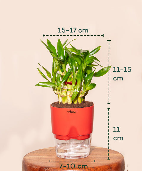 Lucky Bamboo Plant With Self Watering Pot