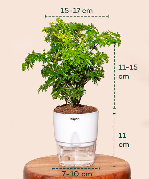 Aralia Green Plant With Self Watering Pot