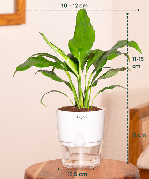 watering peace lily plant Peace Lily Plant With Self Watering Pot