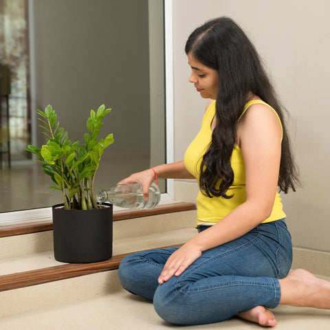 ZZ Green with Zen Planter