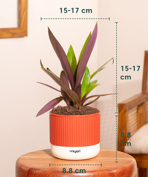 Rhoeo Tricolor Plant With Mylo Planter