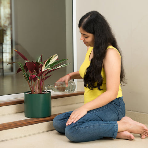 Calathea Triostar with Zen Planter