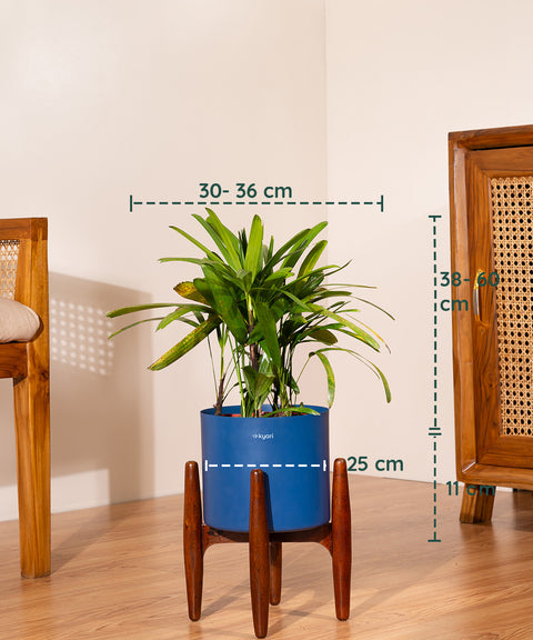Rhapis palm with Metal Self Watering Pot