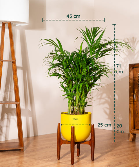 Areca Palm Plant With Self Watering Pot