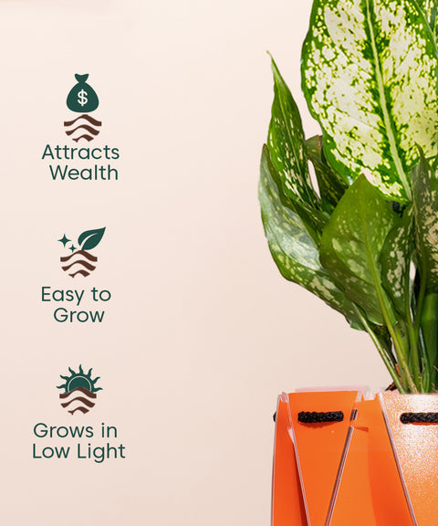 Aglaonema Snow White Plant With Self Watering Pot