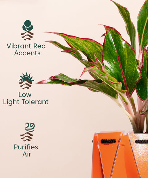 Aglaonema Lipstick Plant With Self Watering Pot