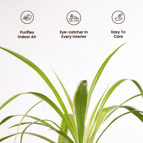 Spider Plant with Medium Metal Self Watering Pot