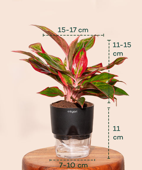 Aglaonema Lipstick Plant With Self Watering Pot