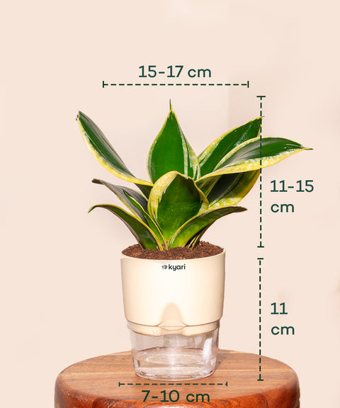 snake gourd plant in pot Sansevieria Golden Hahnii Snake Plant