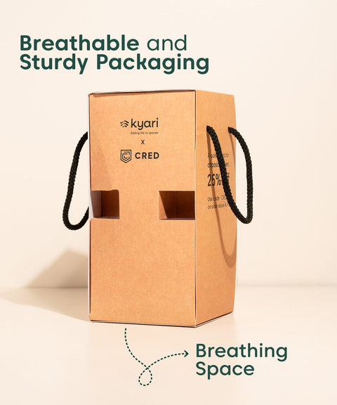 Oyster Plant With Reya Pot