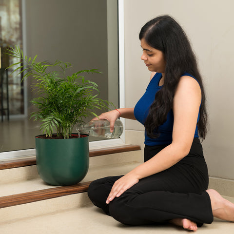 Chamaedorea palm with Arbor Planter