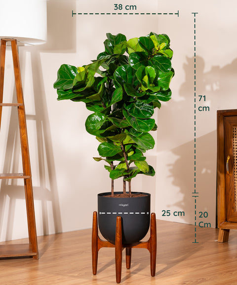 Ficus Lyrata with Extra Large Self Watering Pot