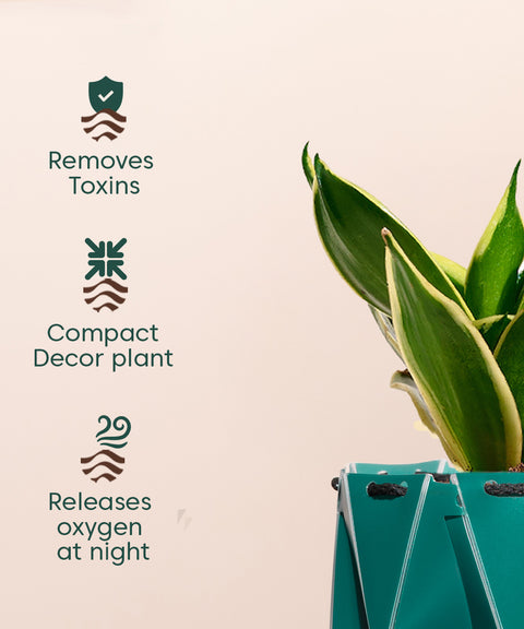 Golden Hahnii Snake Plant With Repot