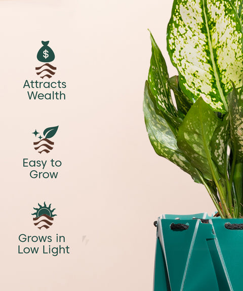 Aglaonema Snow White Plant With Self Watering Pot