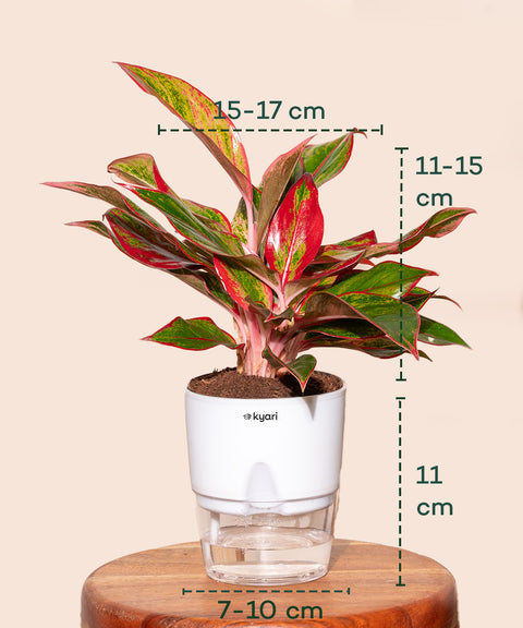 Aglaonema Lipstick Plant With Self Watering Pot