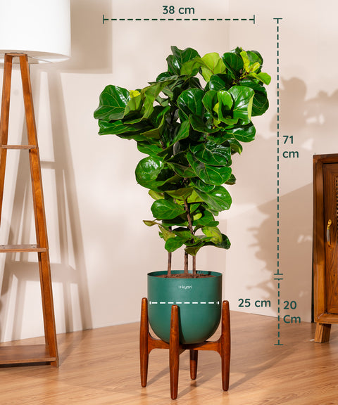 Ficus Lyrata with Extra Large Self Watering Pot